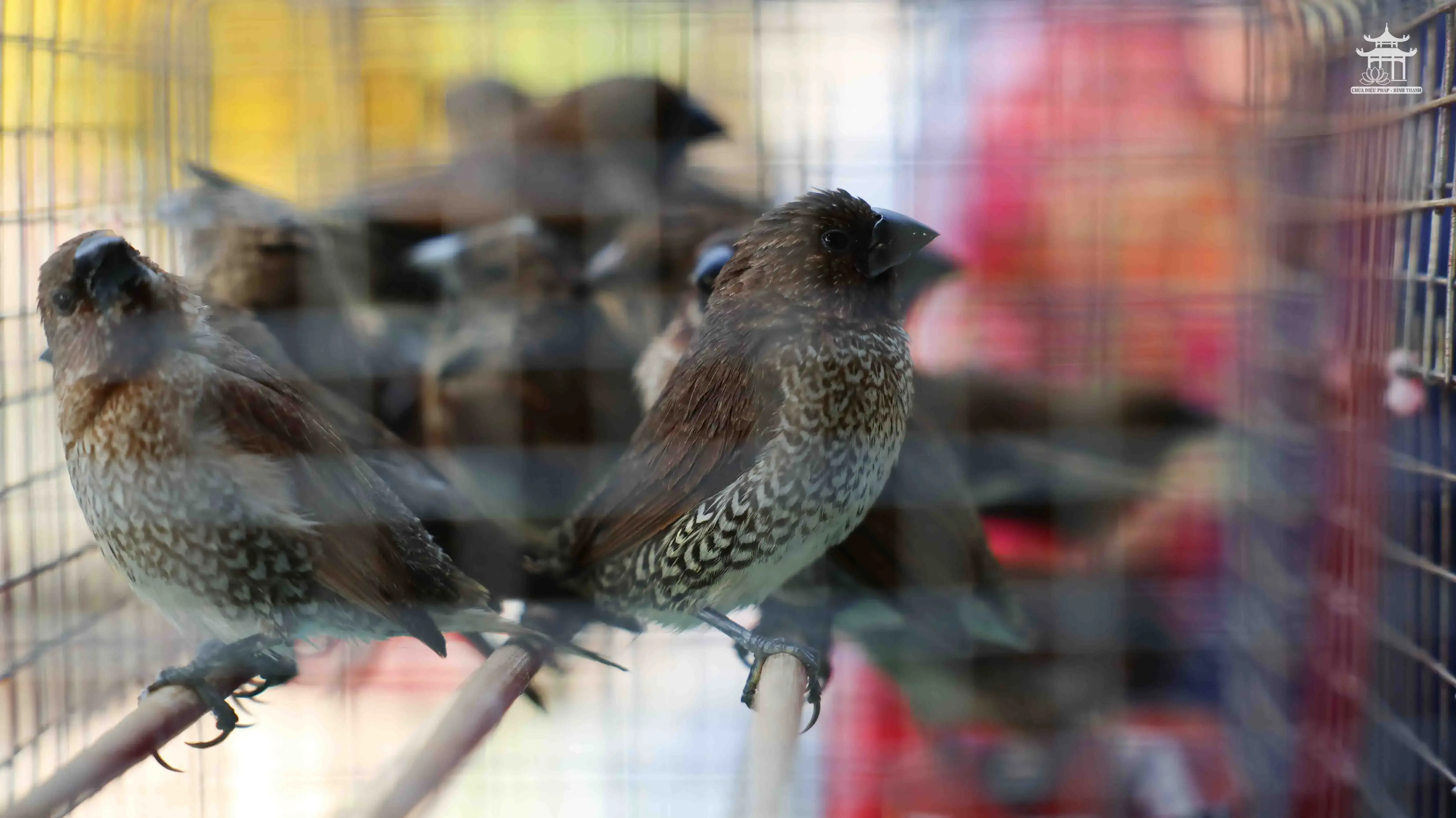 TRANG NGHIÊM LỄ PHÓNG SANH & KẾT ĐÀN DƯỢC SƯ NĂM BÍNH NGỌ 2026